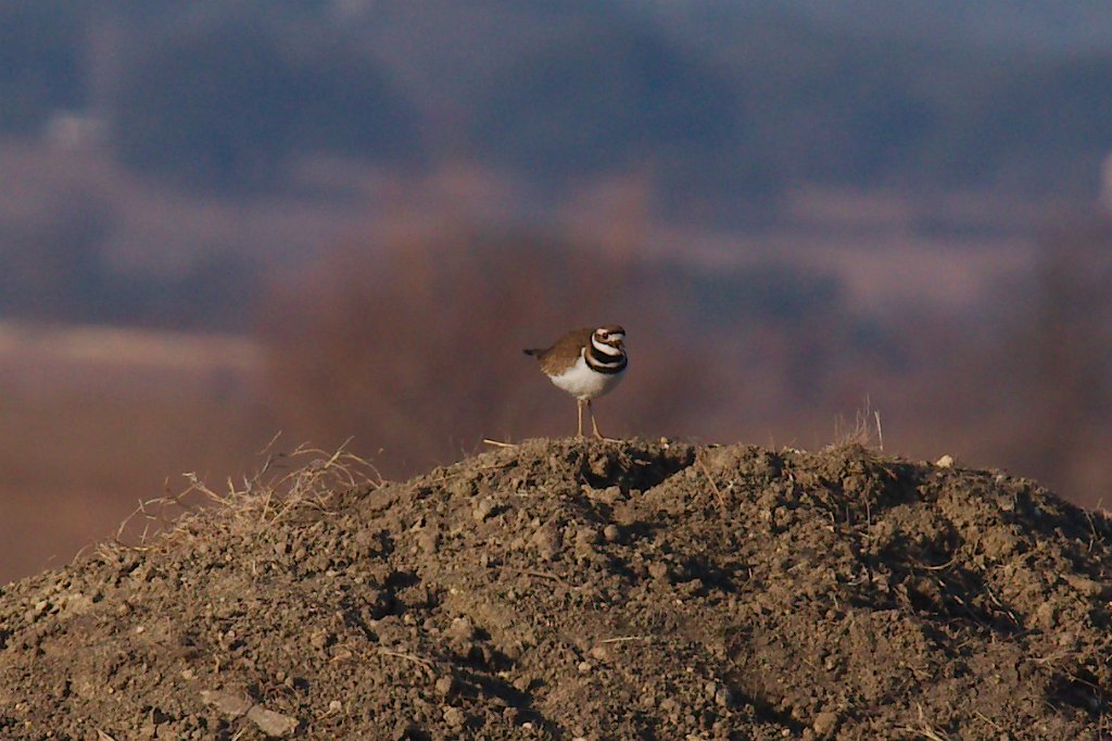 Killdeer 2016-02-13.jpg